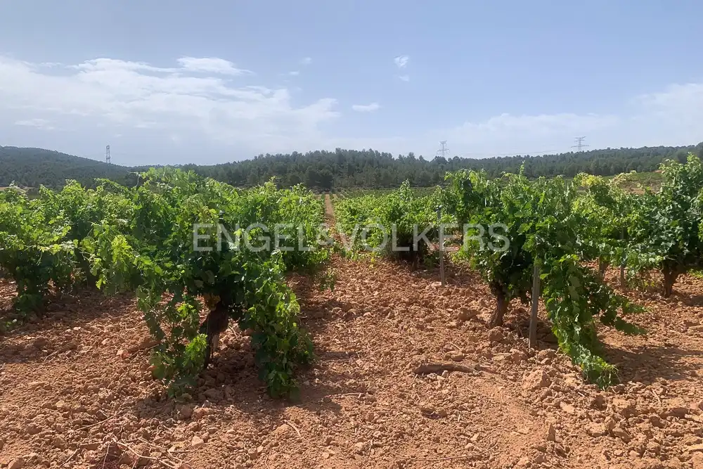 Lands and plots for sale in Requena, imagen 8