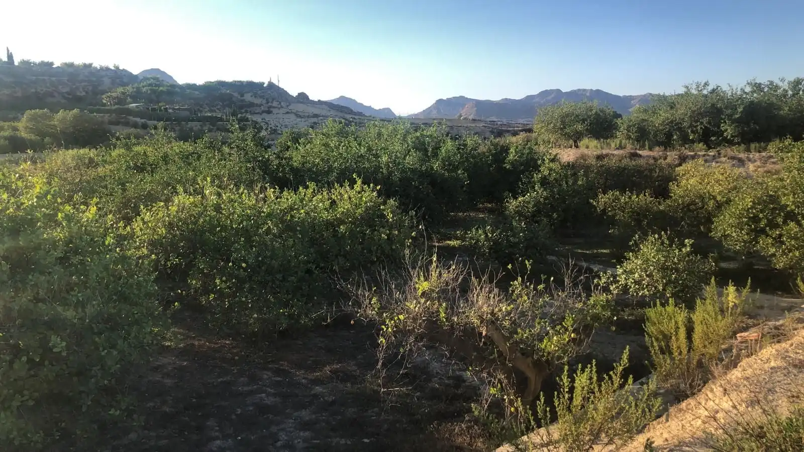 Terreny rústic en venda a Archena