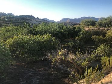 Terreno rustico in vendita a Archena