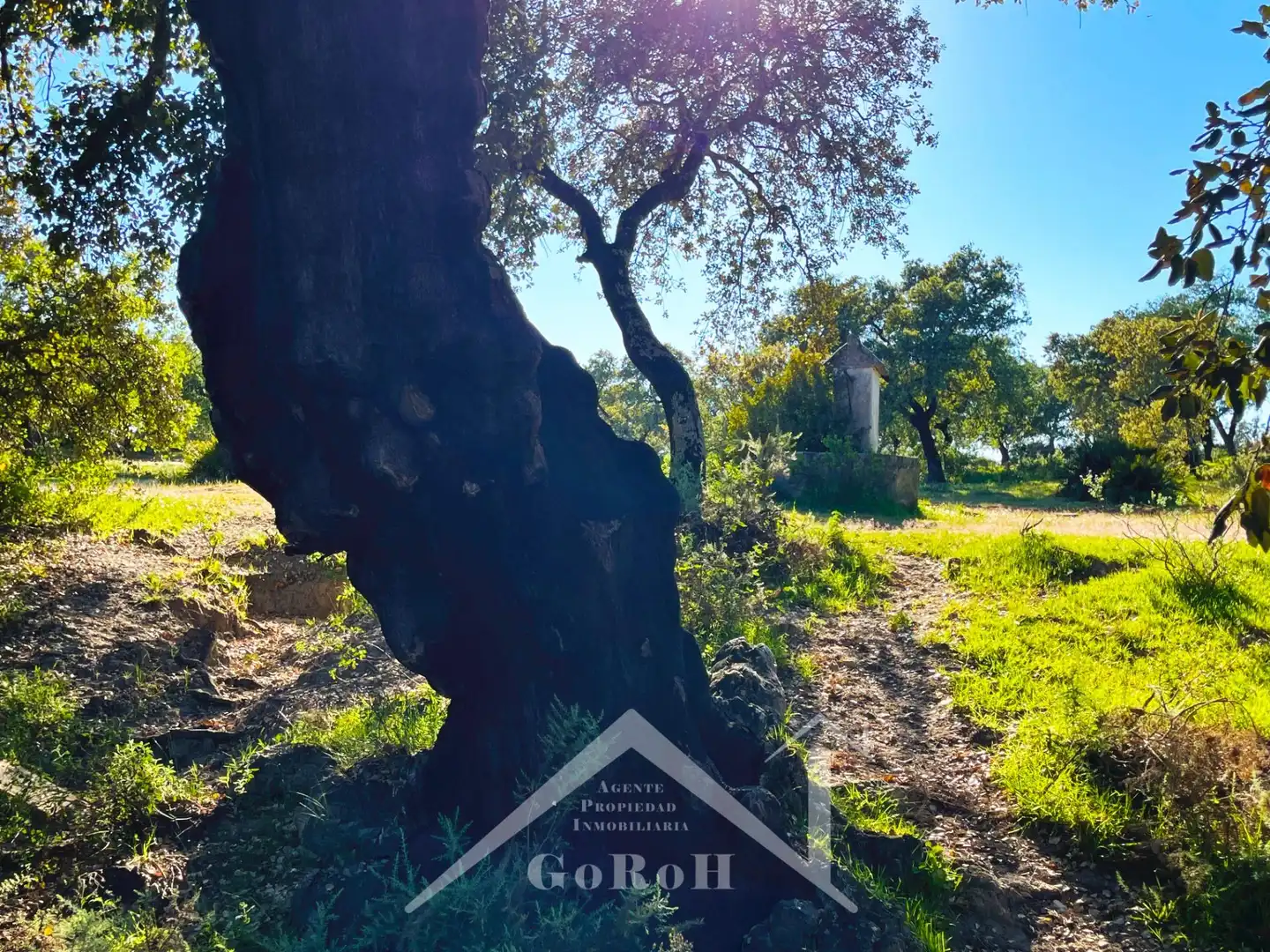 Terreni e lotti in vendita a Castilblanco de los Arroyos, imagen 36