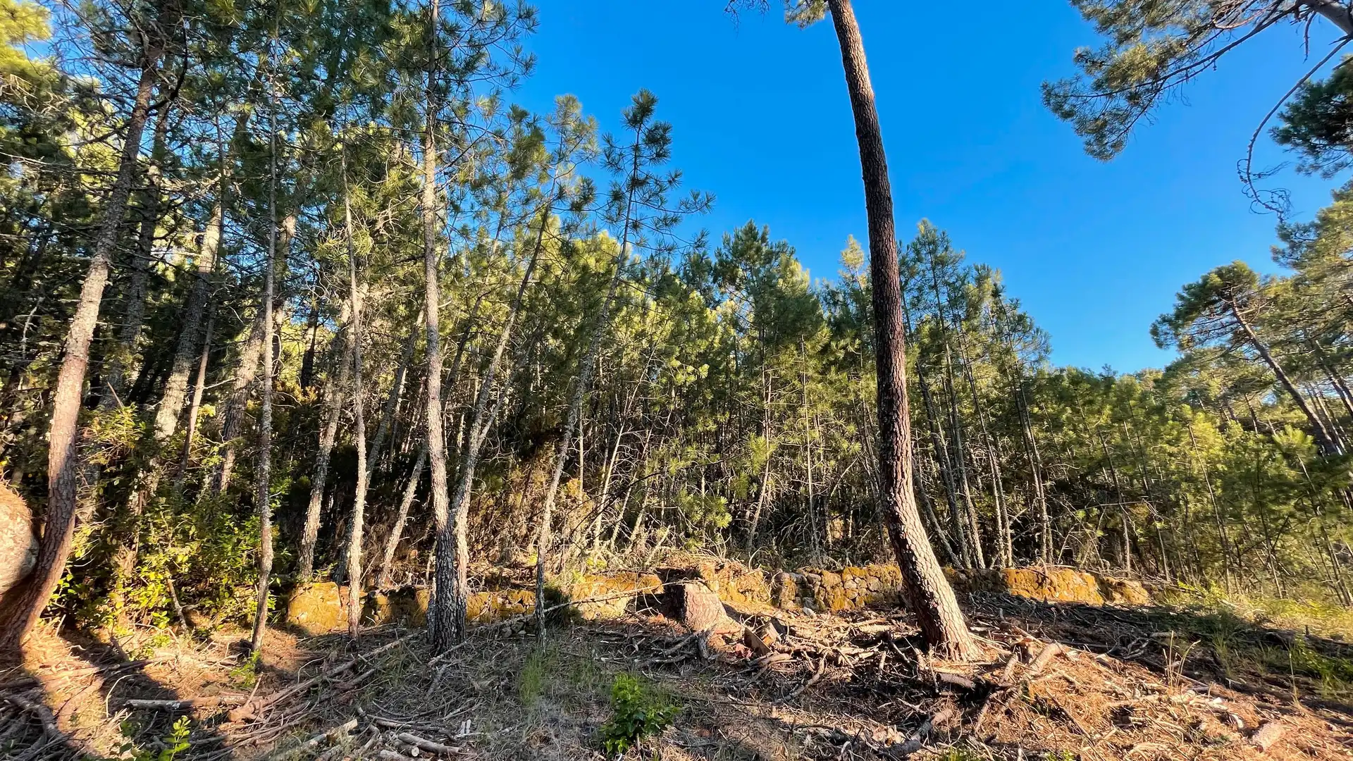 Land for sale in Arenas de San Pedro