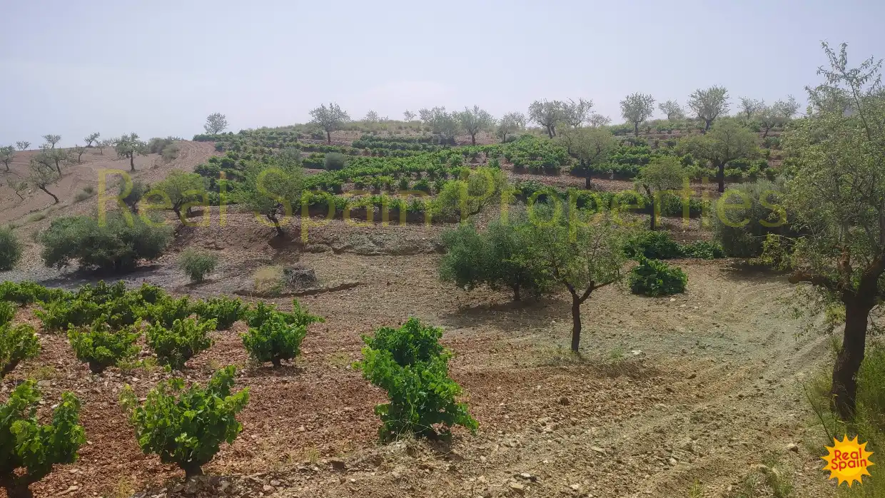 Residential land for sale in Vélez-Rubio, imagen 4