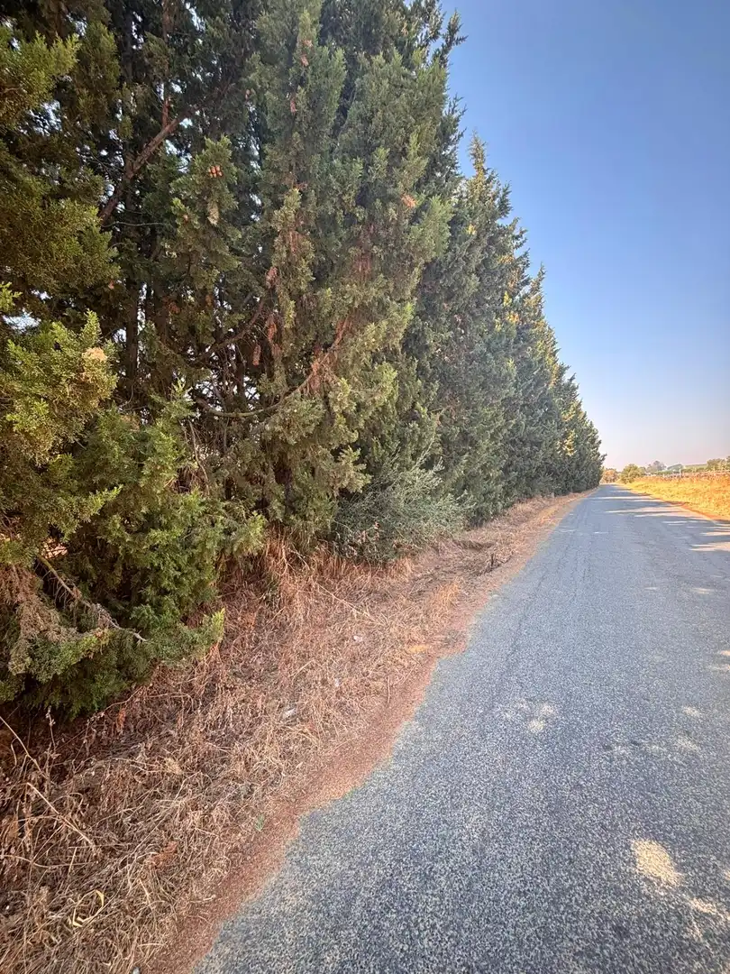 Finca rústica en venda en Huévar del Aljarafe amb Jardí privat, Traster i Piscina