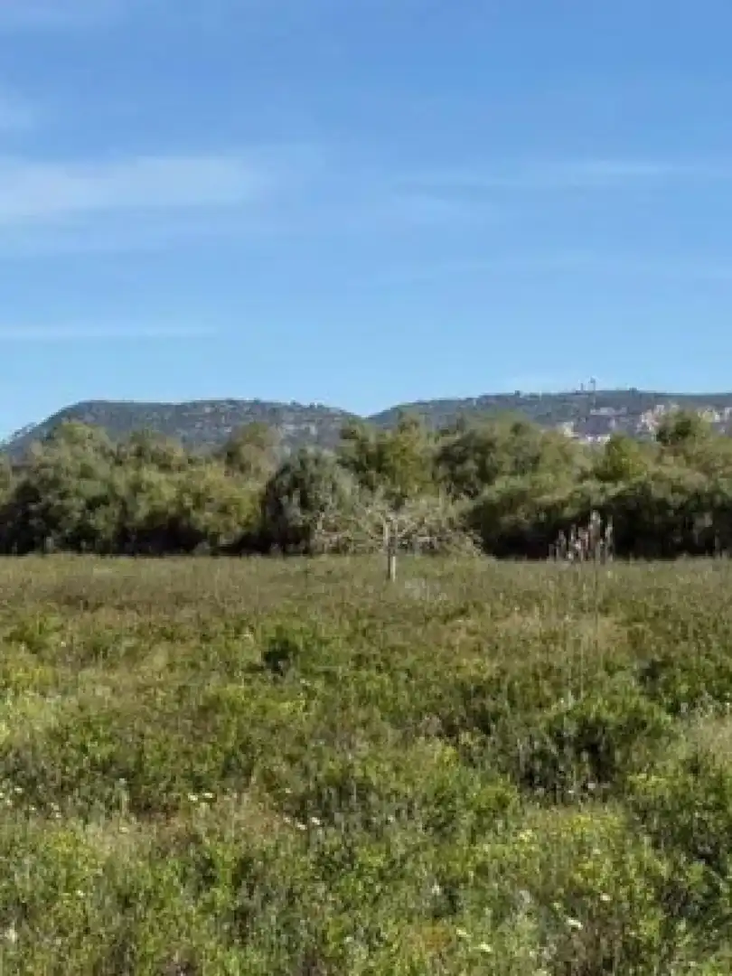 Terreny residencial en venda a Llucmajor - Camino d` Alacantí, imagen 12