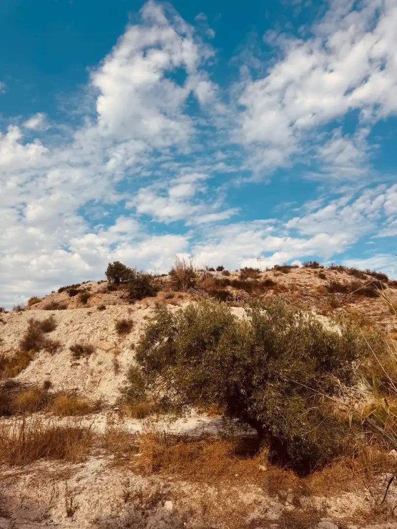 Terrain rustique à vendre à Campo de Murcia, imagen 4
