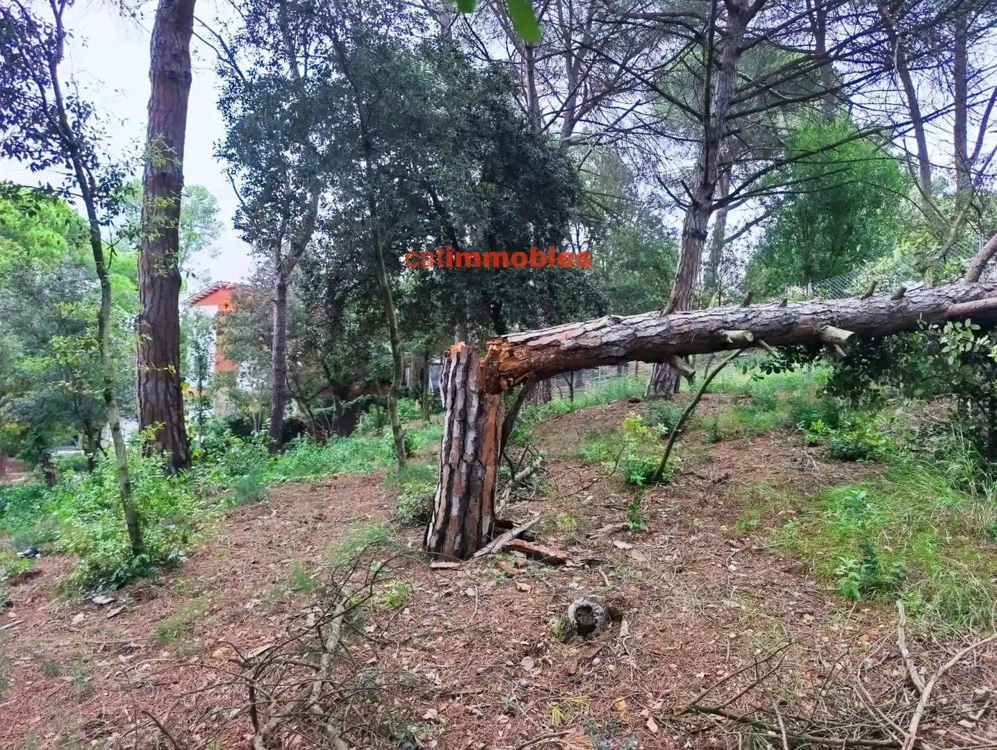 Terreny residencial en venda a Rosa Mariné, imagen 19