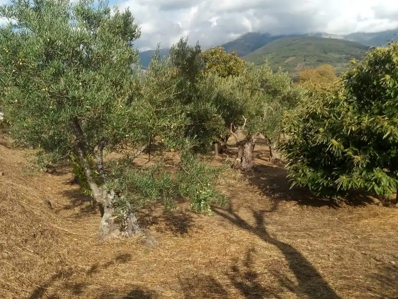 Jardí de Casa o xalet en venda en Hervás amb Calefacció
