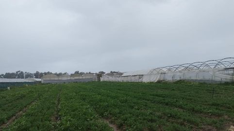 FINCA CON INVERNADERO EN CHIPIONA, imagen 5