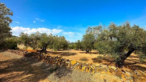 Photo 4 of Residential for sale in Freginals, Tarragona