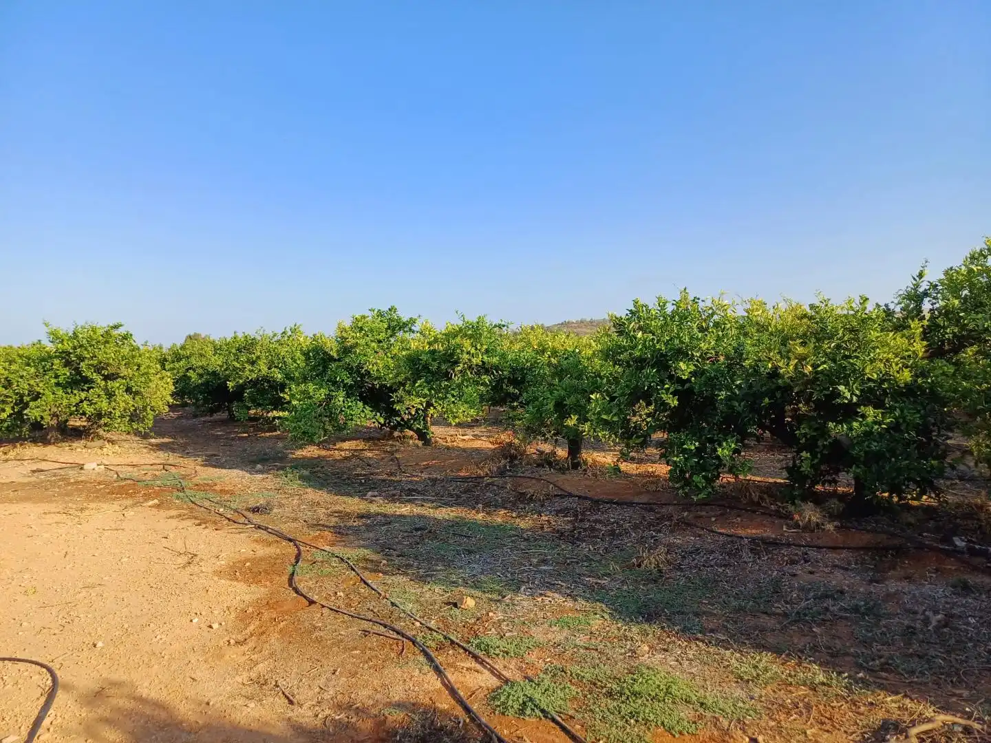 Rural land for sale in PARTIDA SERRA PERENCHISA, imagen 5