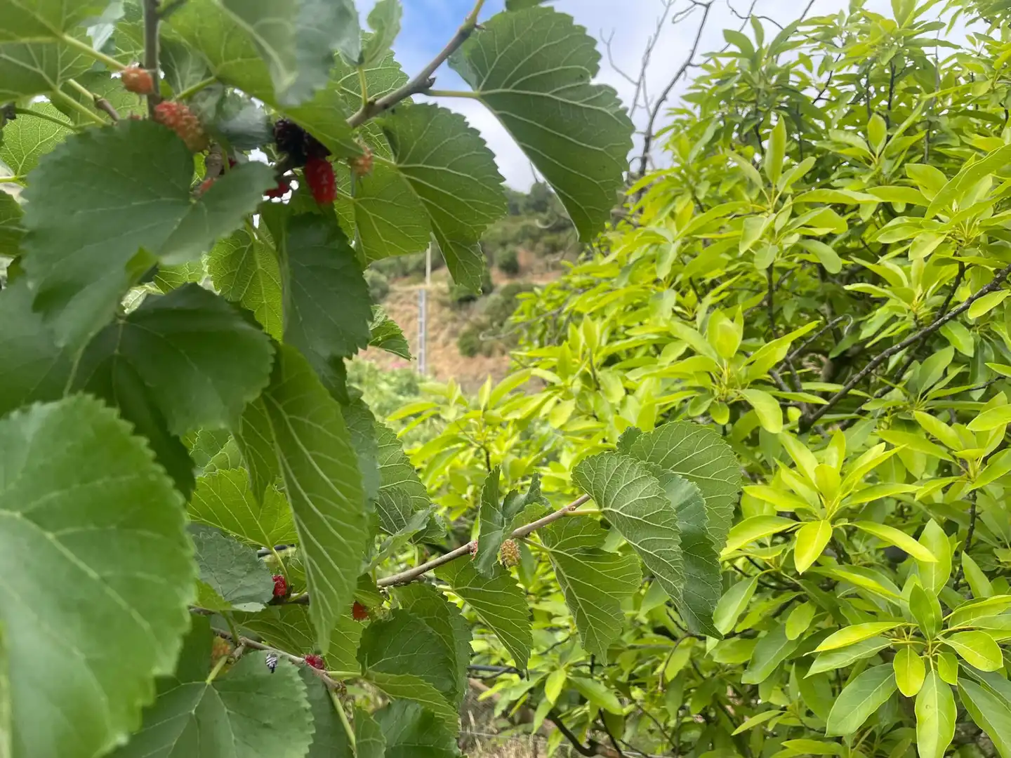 Jardí de Residencial en venda en Estepona