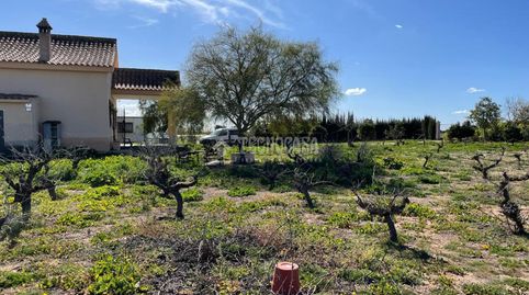 Foto 3 de Finca rústica en venta en Los Palacios y Villafranca, Sevilla