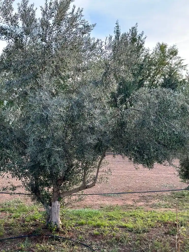 Jardín de Finca rústica en venta en Tomelloso con Aire acondicionado, Jardín privado y Terraza