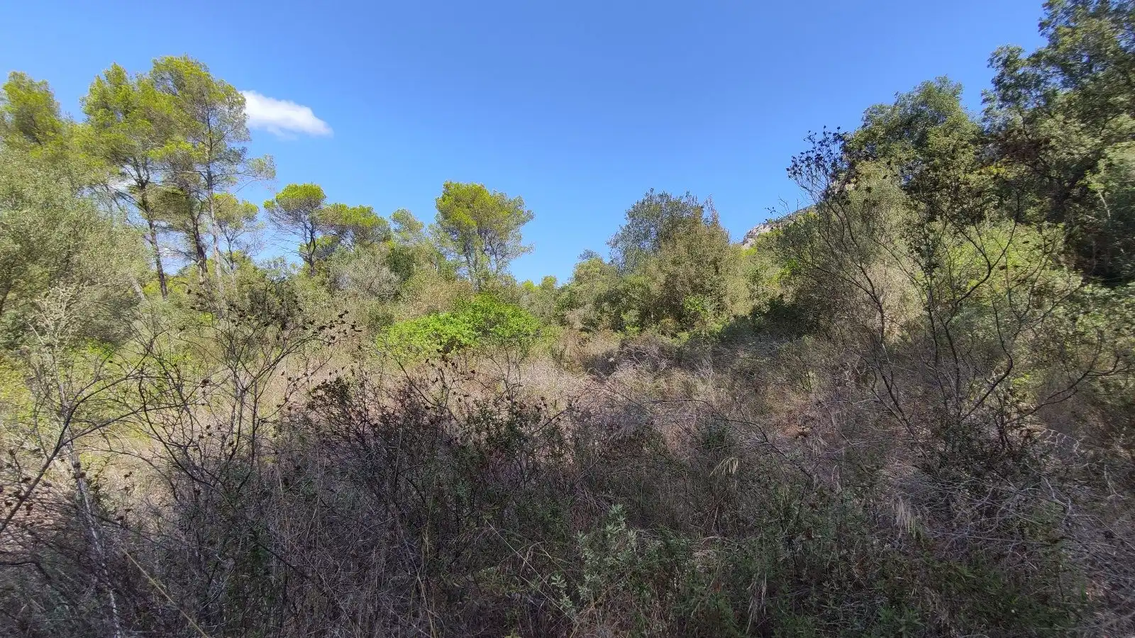 Rural land for sale in Sa Pobla, imagen 15