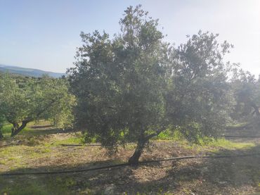 Terreno rustico in vendita a CIUDAD DE BAENA 68