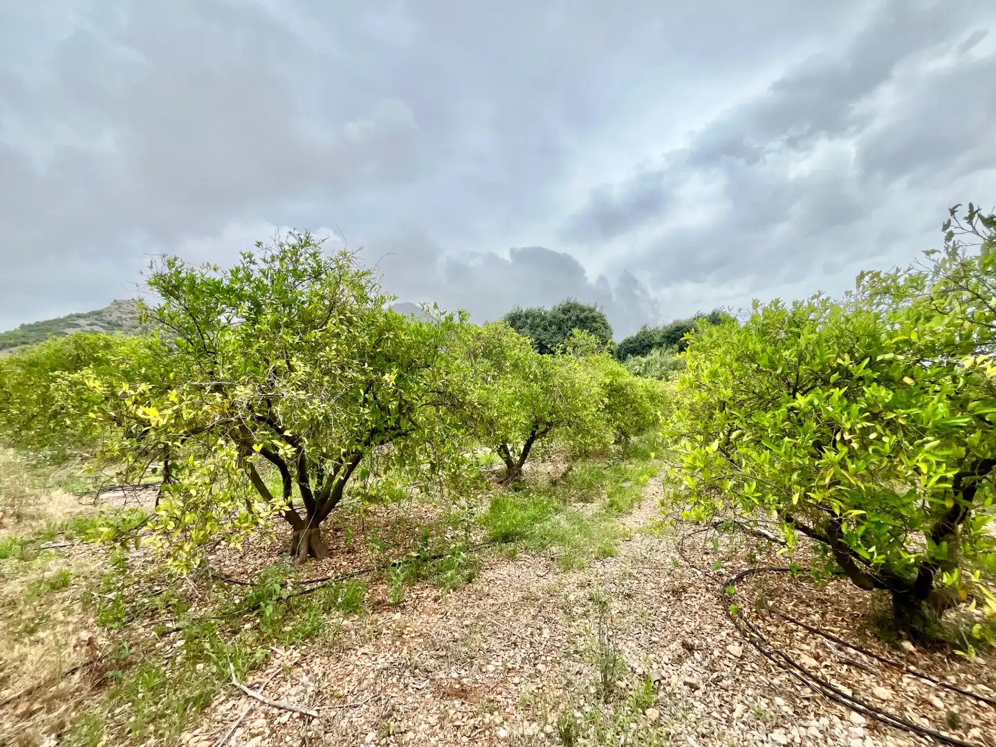 Casa o xalet en venda en El Ràfol d'Almúnia amb Calefacció, Jardí privat i Terrassa
