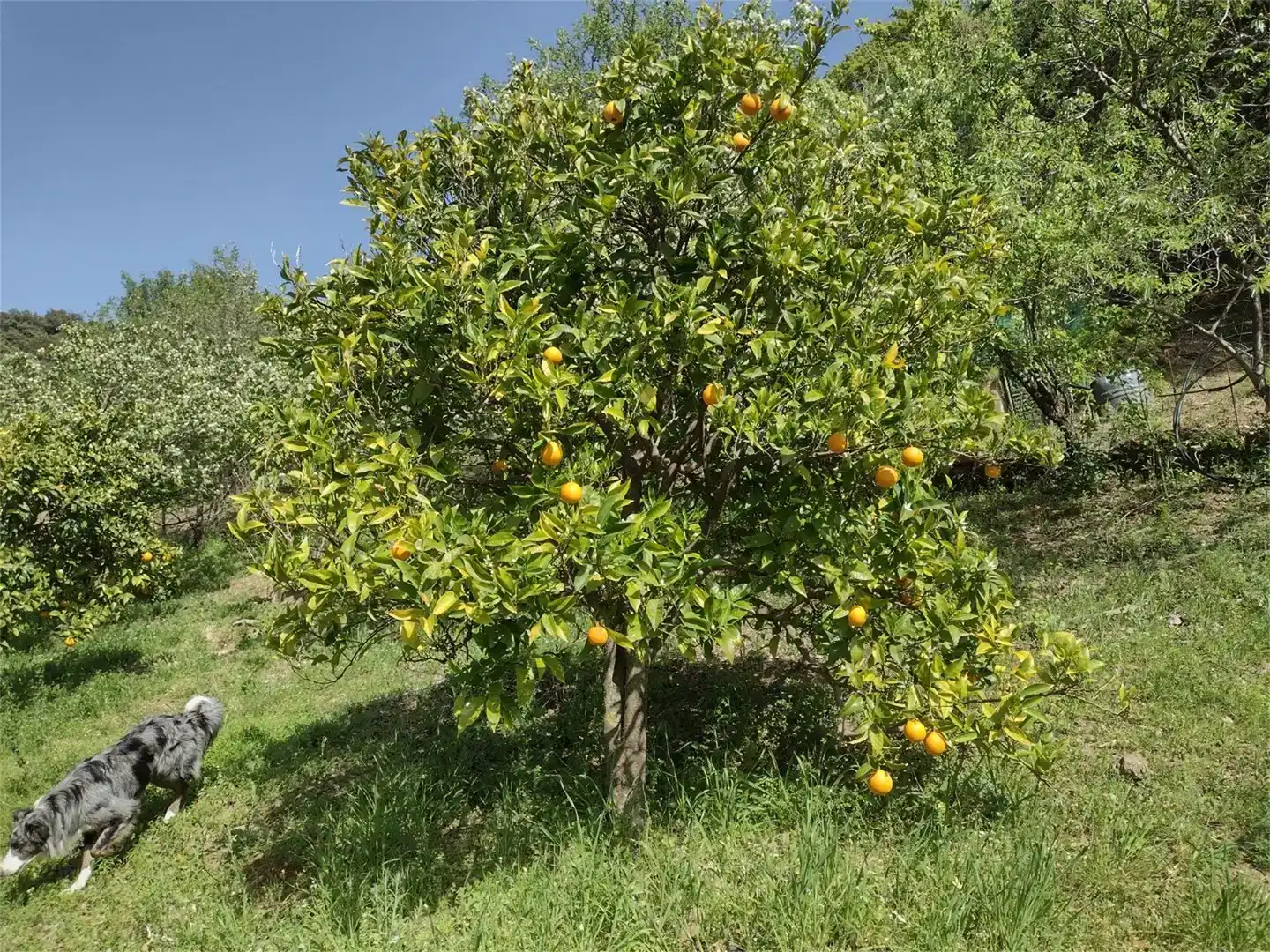 Garden of Land for sale in Benadalid