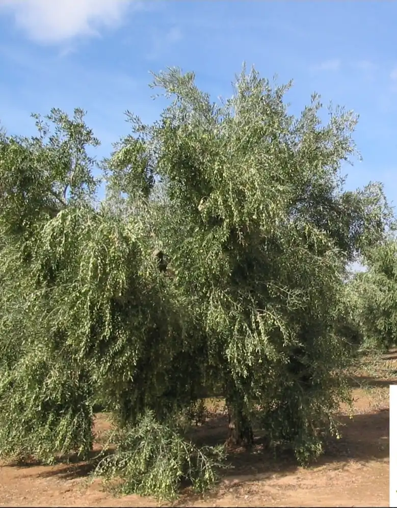 Terreno rustico in vendita a CV-923 1, imagen 3