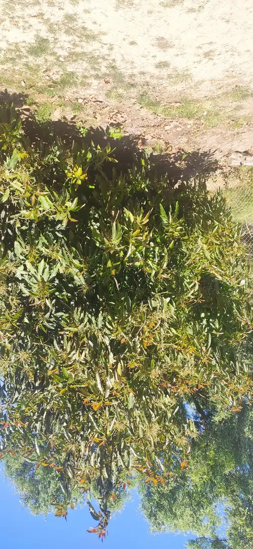 Grundstücke zur Miete in Calle Vélez de Benaudalla, Motril ciudad