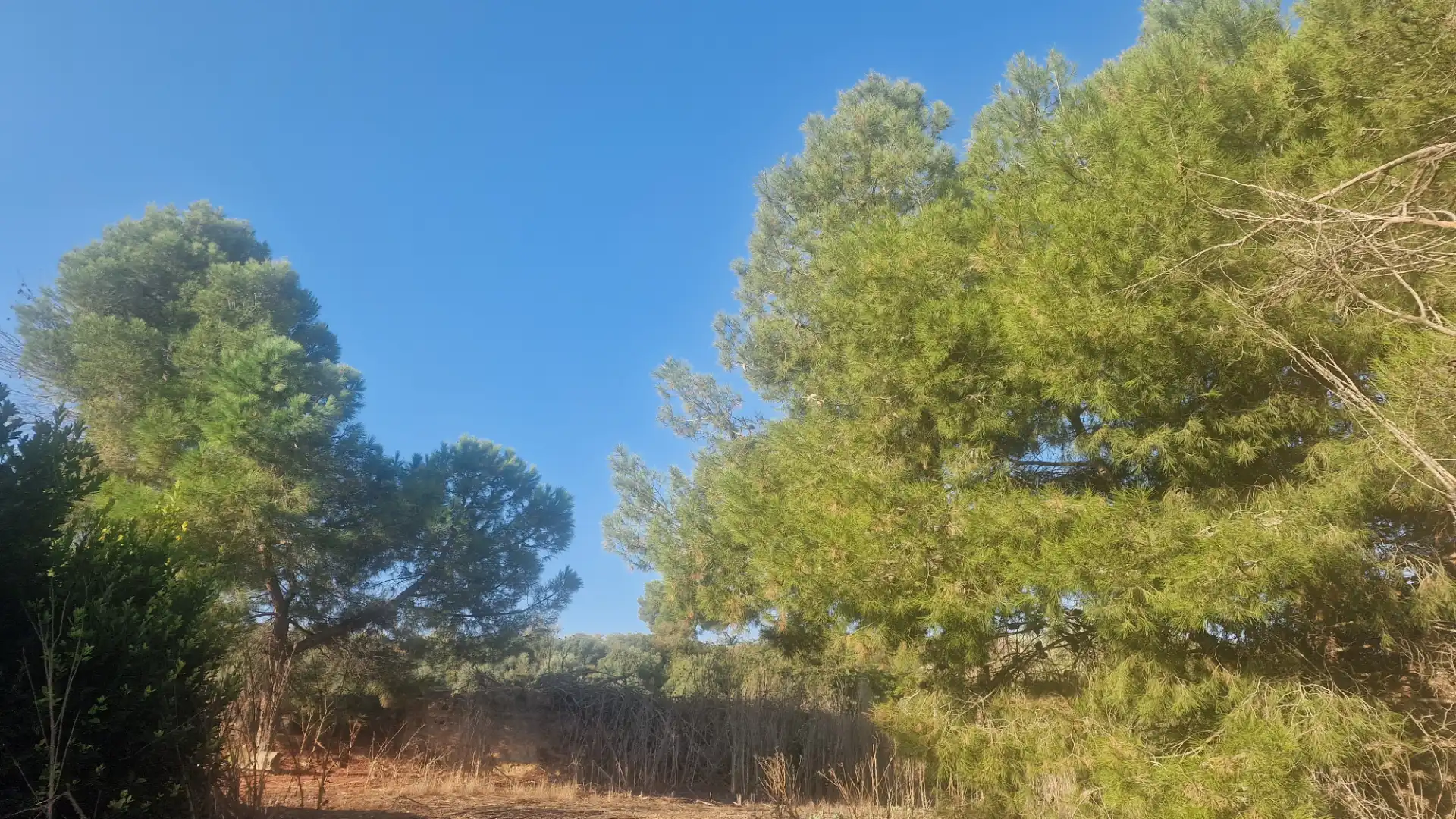 Rural land for sale in Arbeca, imagen 20
