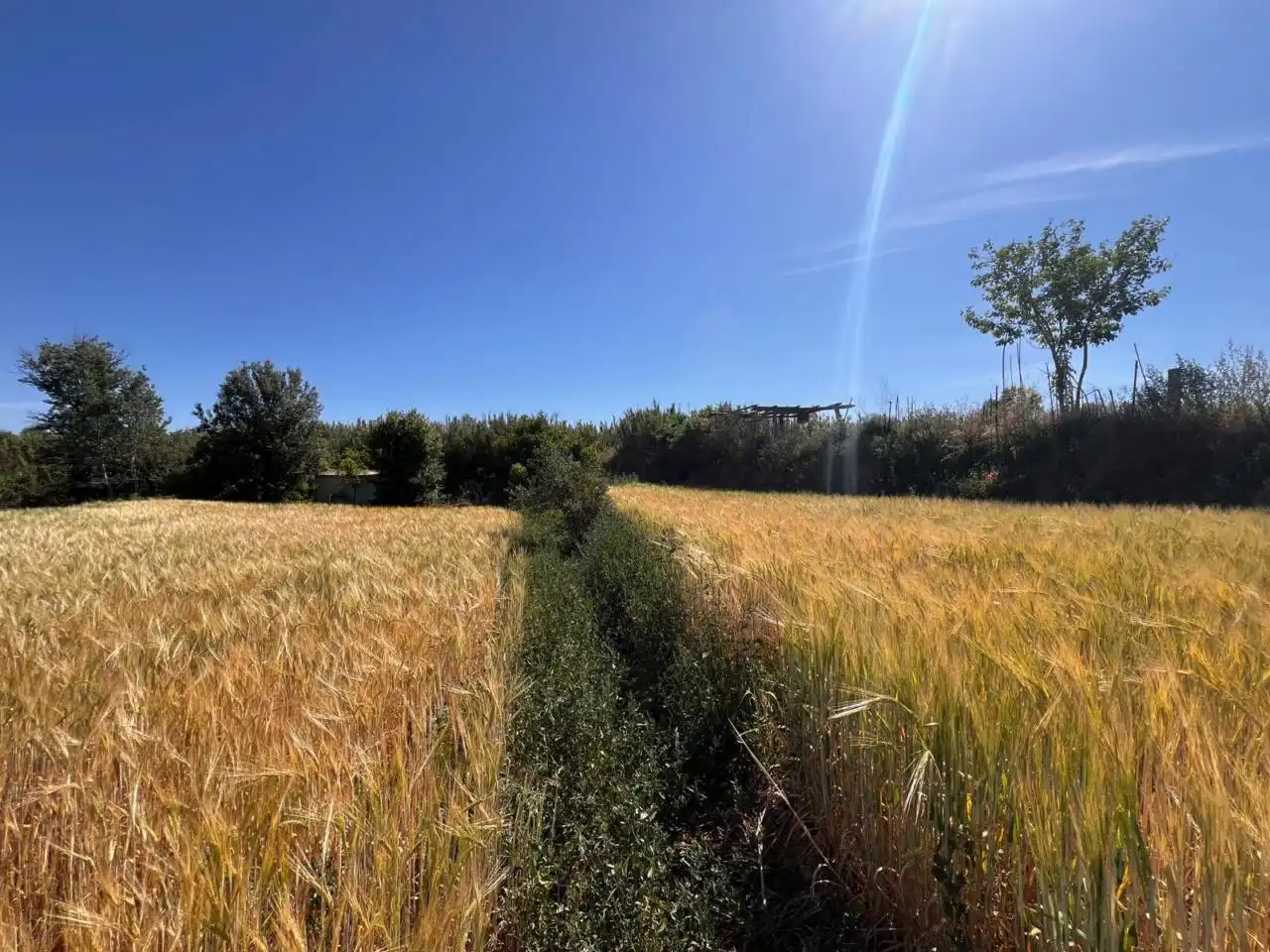 Rural land for sale in Barri Mion - Puigberenguer, imagen 5