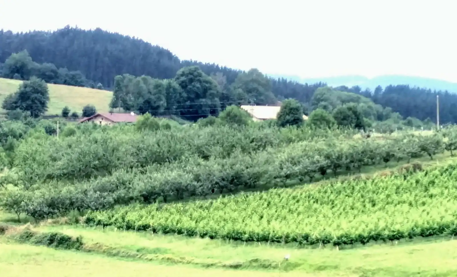 Terreno rustico in vendita a Abadiño, imagen 2
