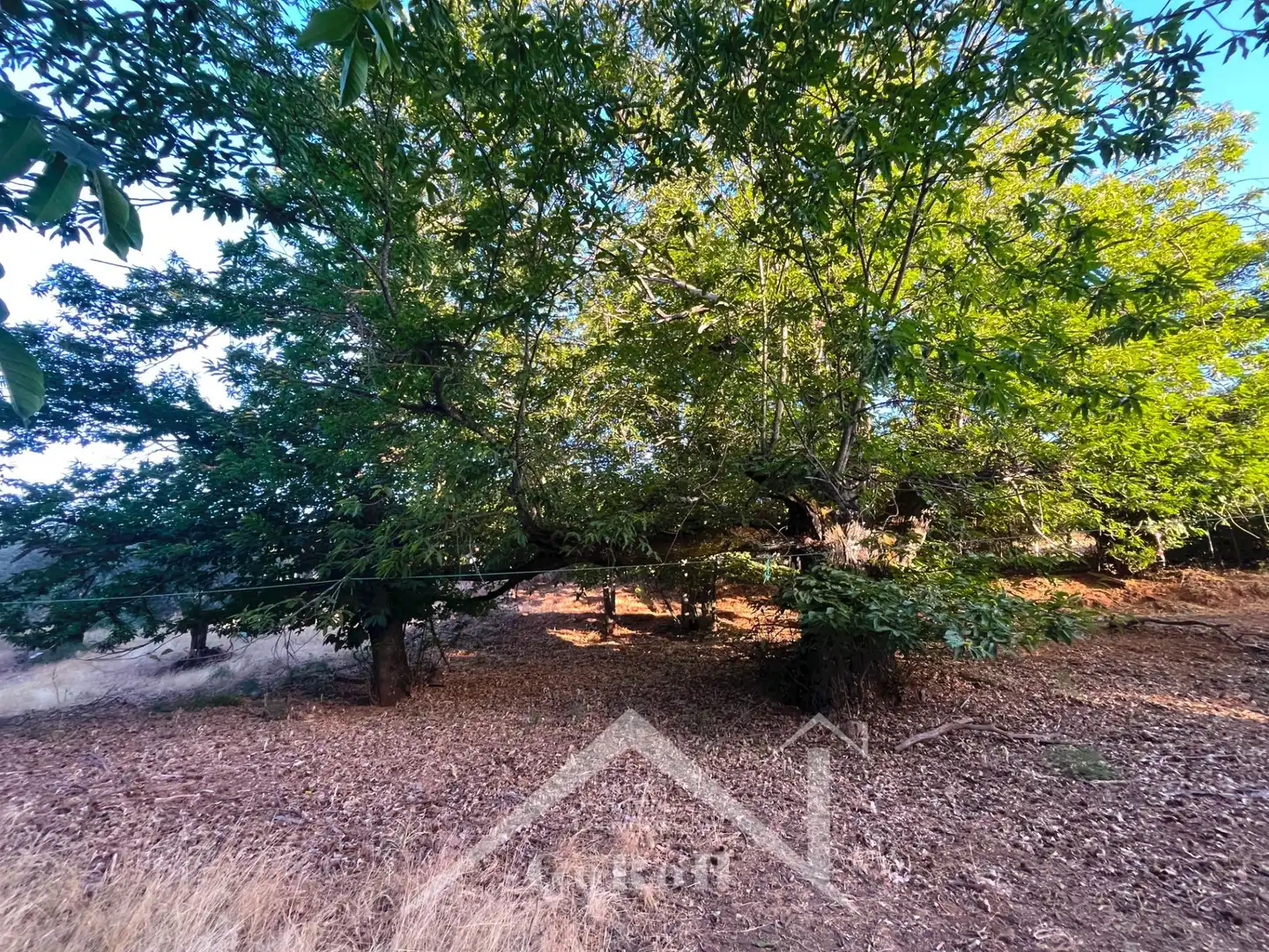 Land for sale in Constantina