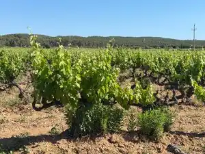 Terreno en venta en L'Arboç