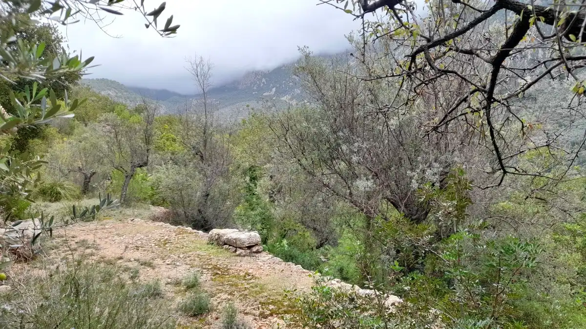 Terreny rústic en venda a Fornalutx, imagen 9