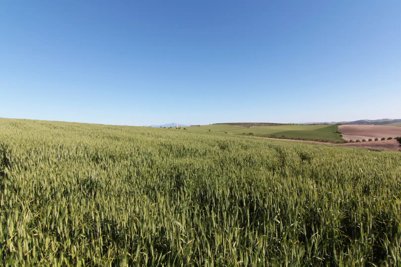 Terreno en venta en Utrera