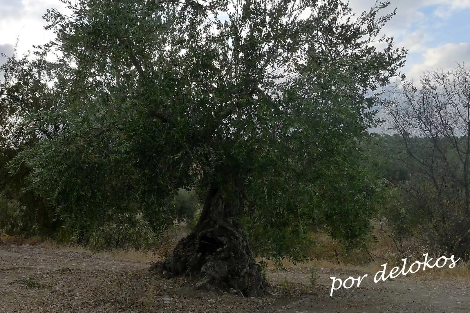 Terreni e lotti in vendita a Jódar, imagen 4