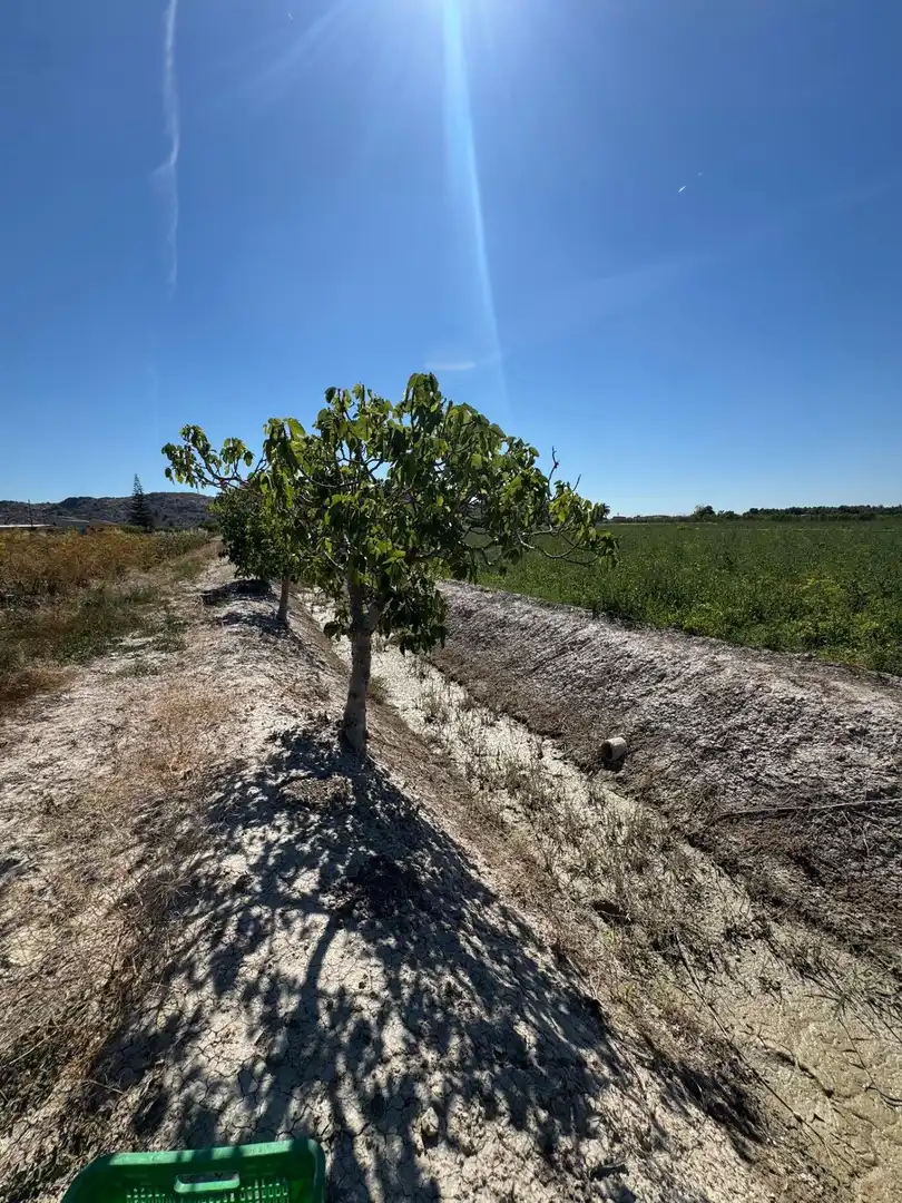 Finca rústica en venta en Cox con Jardín privado