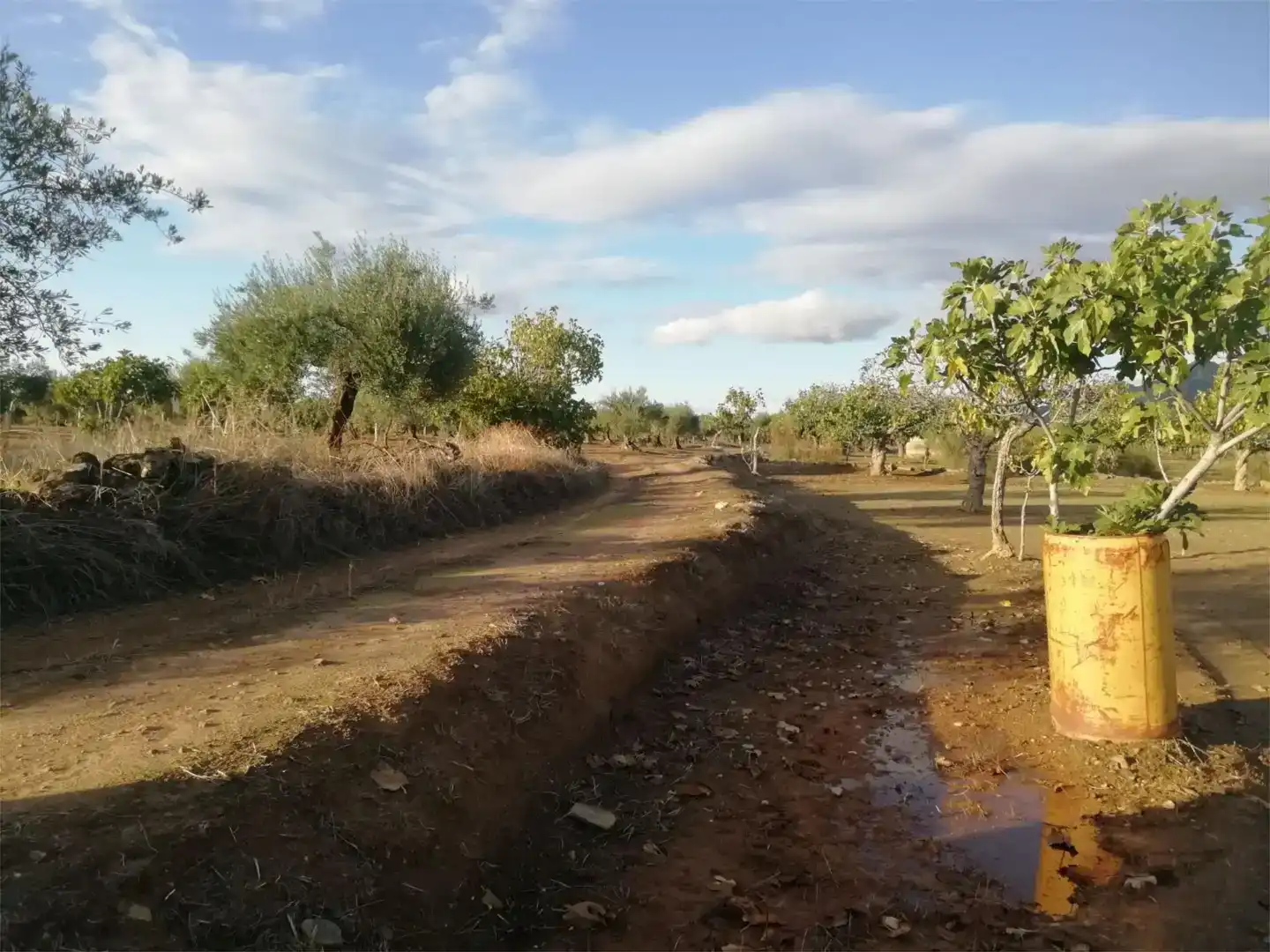 Terreno en venta en Arroyomolinos (Cáceres)