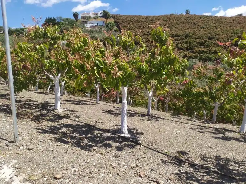Rural land for sale in Camino de Peñones 11, imagen 10