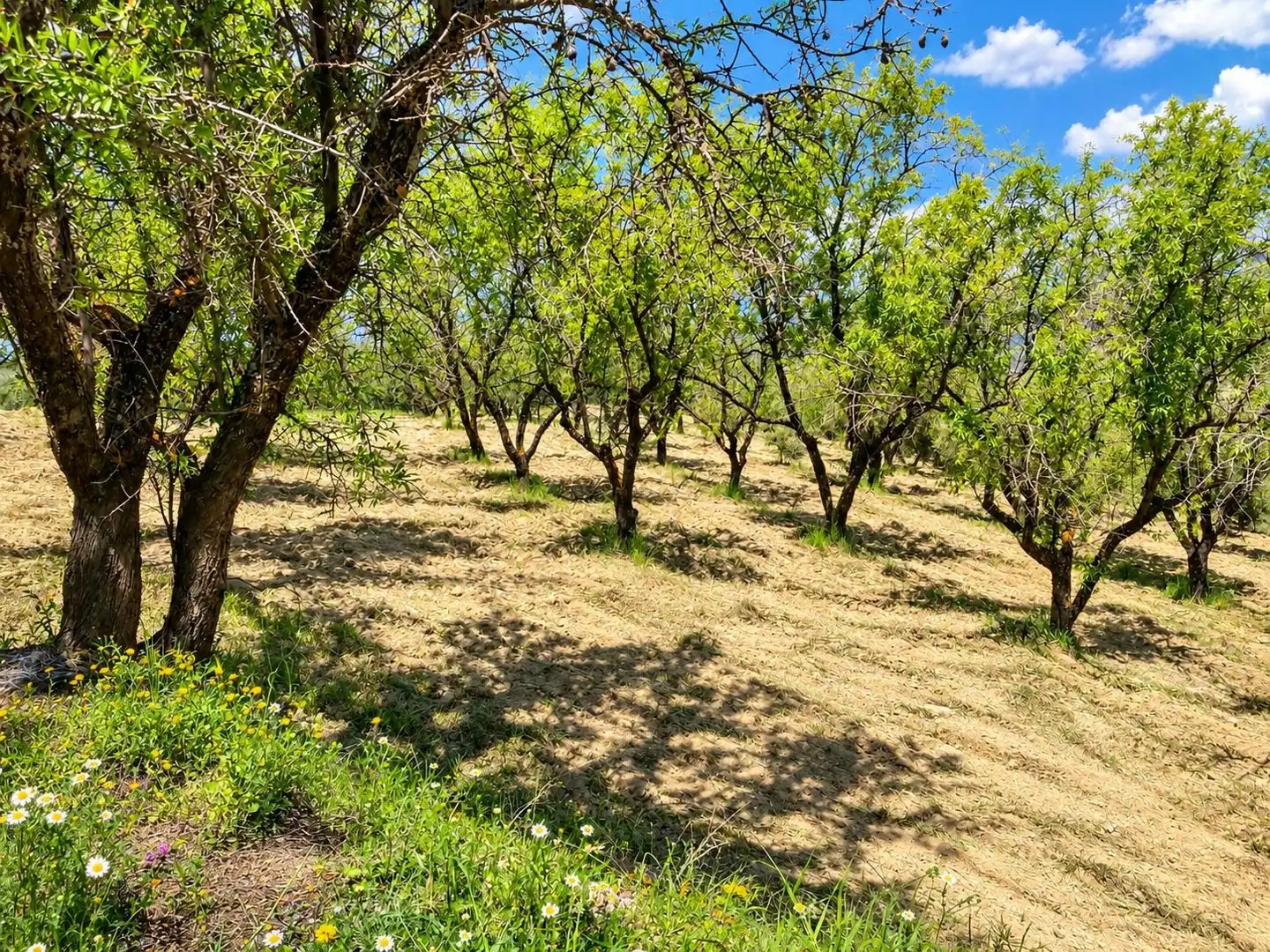 Maison rustique avec jardin à vendre à Carretera Fuente del Lobo Poligono, imagen 15