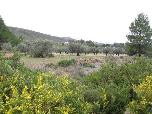 Terreno residencial en Venta en Llanorel  en Macastre