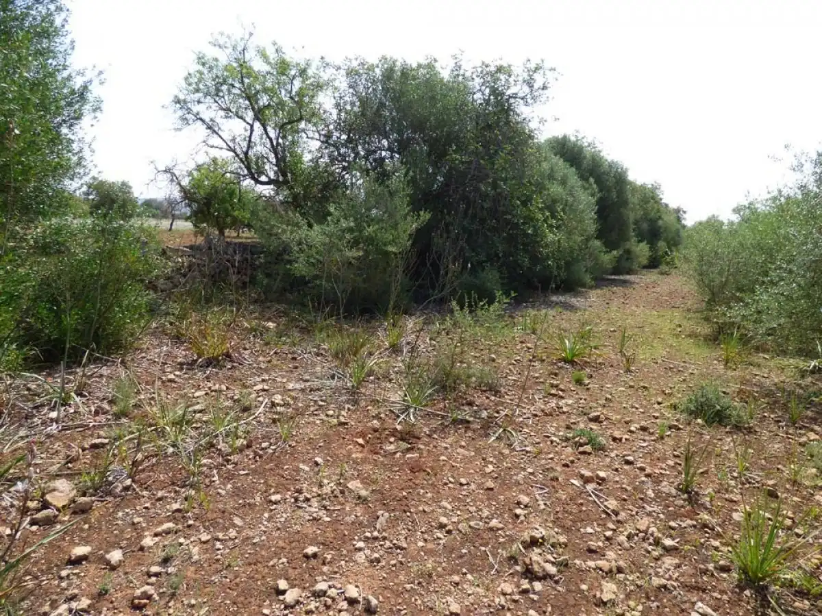Terreno rustico in vendita a Llucmajor pueblo, imagen 3