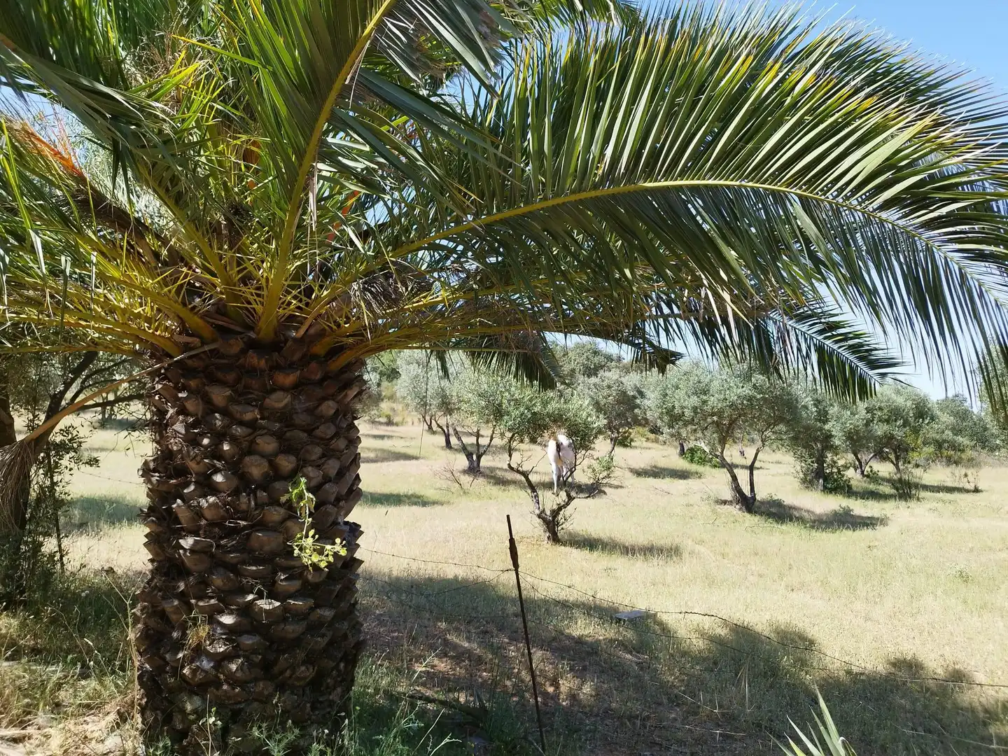 Finca rústica en venda en Almadén de la Plata amb Jardí privat