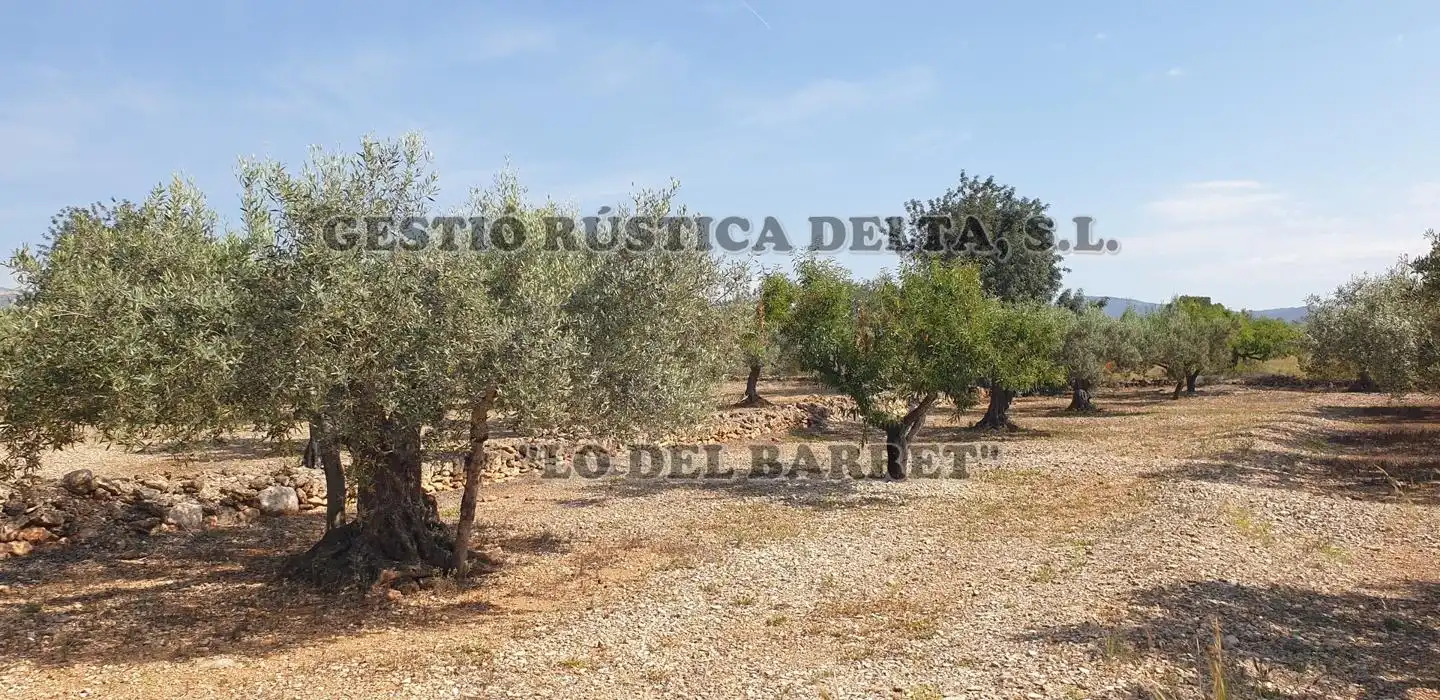Terreno rústico en venta en Polígono 1, imagen 5