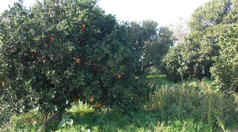 Foto 5 de Finca rústica en venda a Barbate ciudad, Cádiz