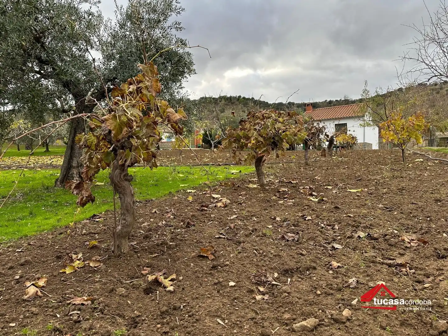 Terreno rustico in vendita a Villanueva del Rey, imagen 17