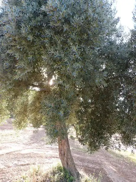 Jardín de Finca rústica en venta en Valjunquera
