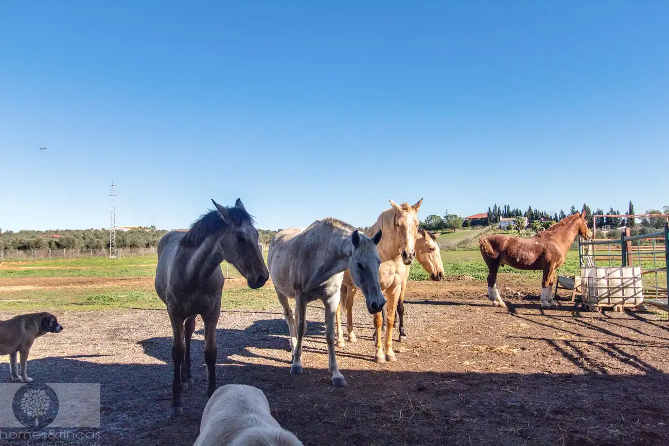 Vista exterior de Finca rústica en venta en Trigueros