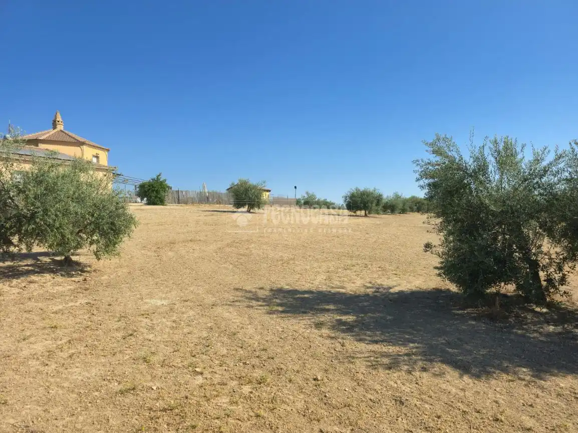 Rural land for sale in Arahal, imagen 3
