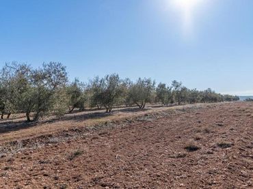 Terreno rustico in vendita a PAGO CORTIJO DE LAS MONJAS POLIGONO 1 PARCELA 193