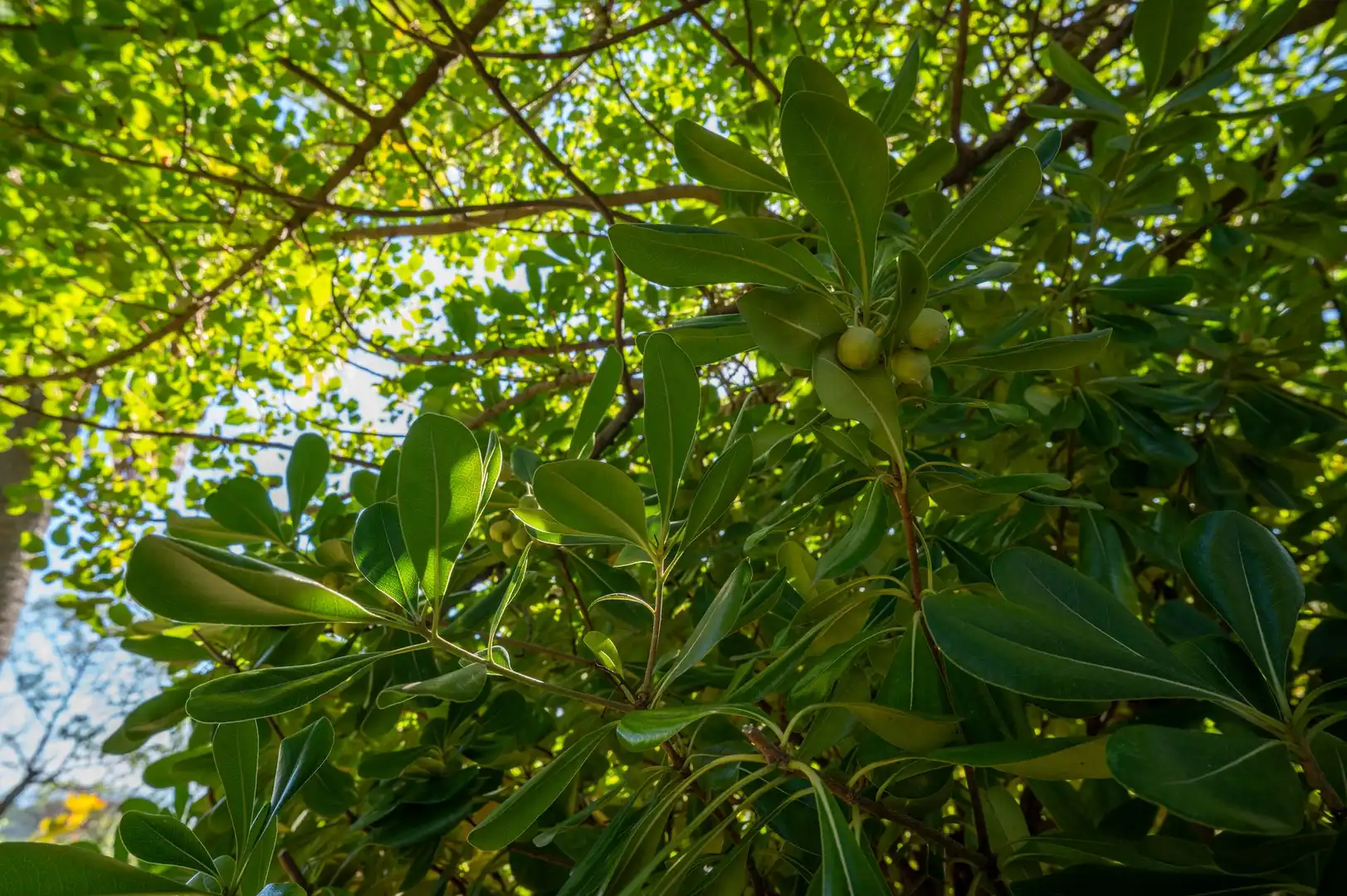 Jardí de Casa o xalet en venda en Mijas amb Terrassa