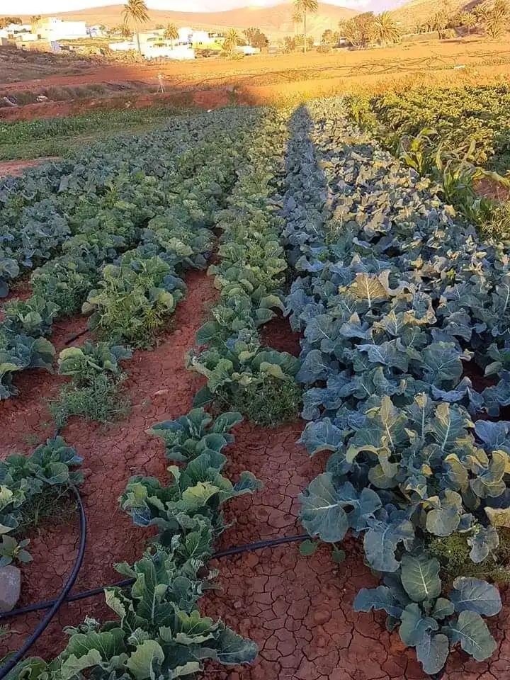 Jardín de Finca rústica en venta en Pájara