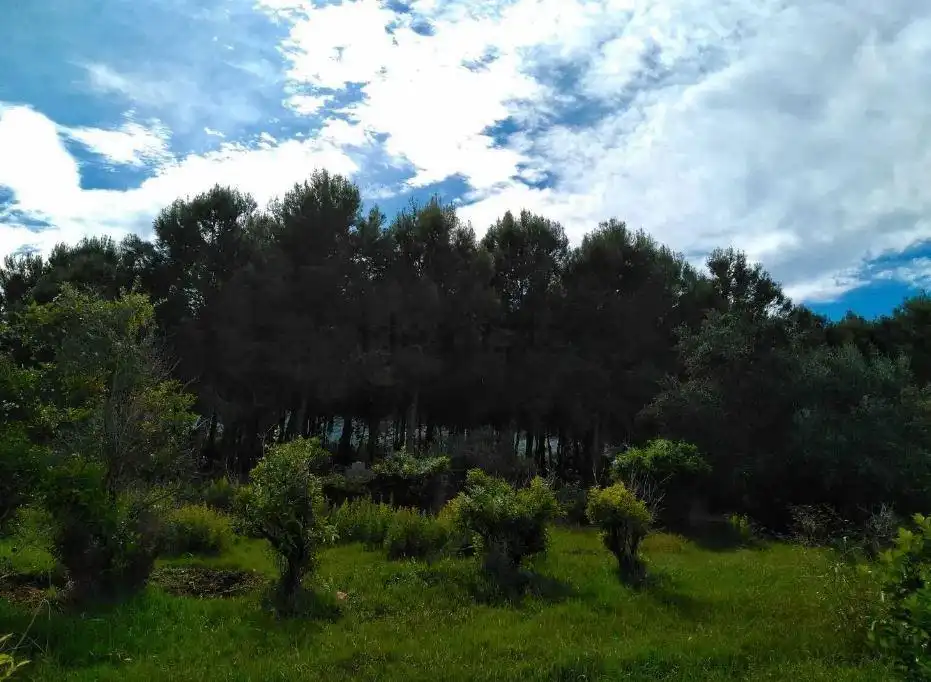 Terreny rústic en venda a Beniarbeig, imagen 4