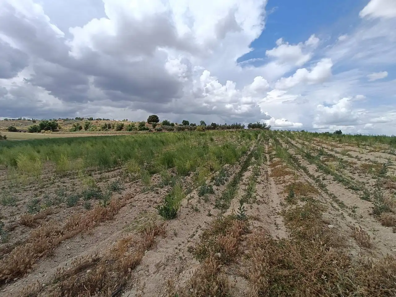 Rural land for sale in Moraleda de Zafayona, imagen 3