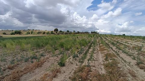 TIERRA DE REGADIO EN MORALEDA DE ZAFAYONA, imagen 3
